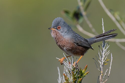Dartford warbler